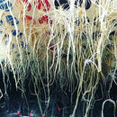 36 Site Aeroponic Cloner System | Hydroponic & Aeroponic Cloning Machines