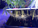 36 Site Aeroponic Cloner System | Hydroponic & Aeroponic Cloning Machines
