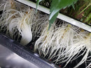 36 Site Aeroponic Cloner System | Hydroponic & Aeroponic Cloning Machines